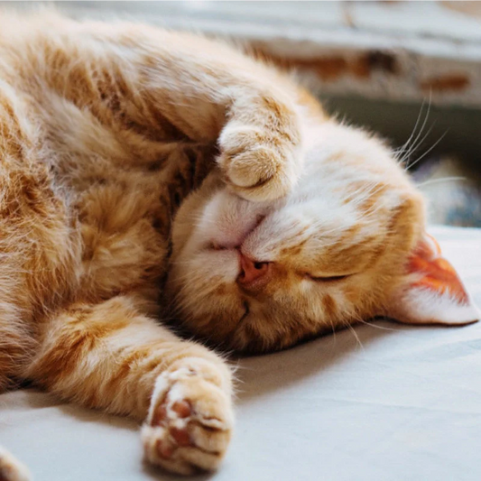 Why do cats like to sunbathe?