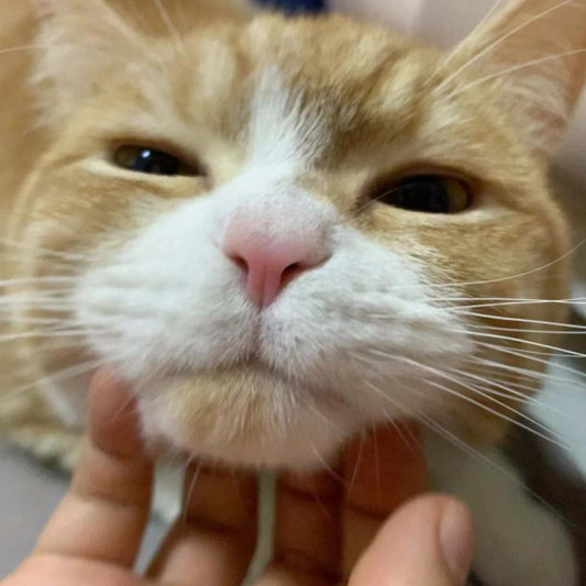 Can cats survive outside in the winter?