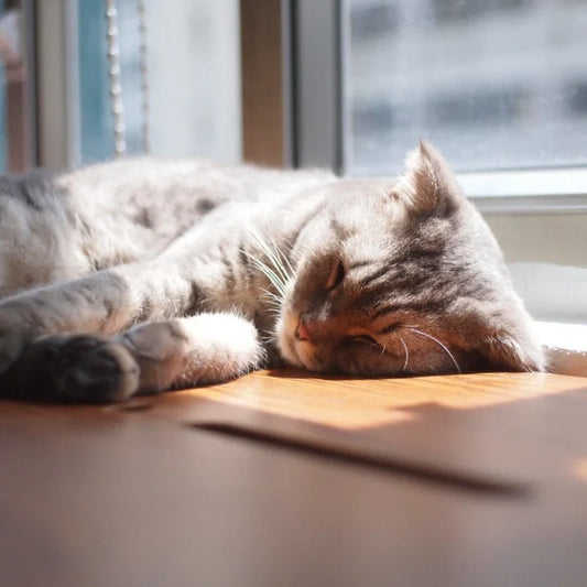 Does shaving really help a cat cool down?
