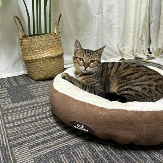 Can cats hold grudges? The Love and Misunderstanding in Cat's Memory