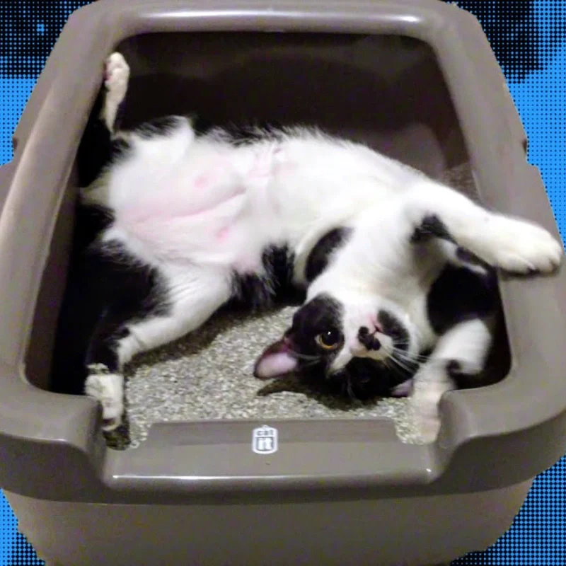 Meow - Feline - Litter