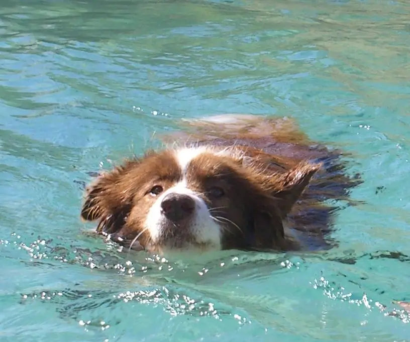 Losing Chewy: A Heartbreaking Lesson on Heat Stroke in Dogs