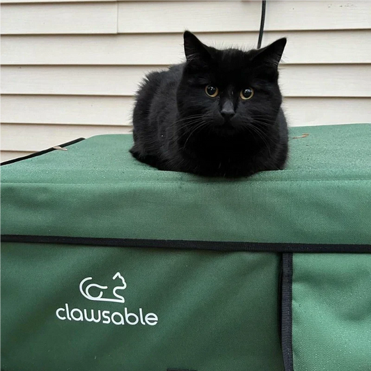 Why do cats suddenly attack you?