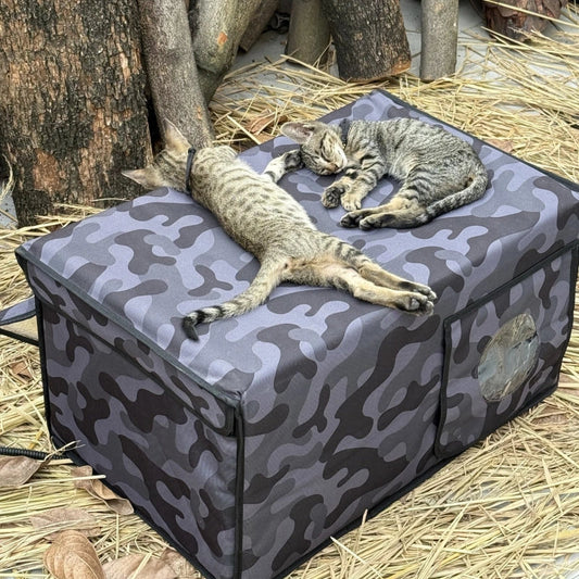 Why are some cats especially afraid of water? -The Truth from Evolution to Habits