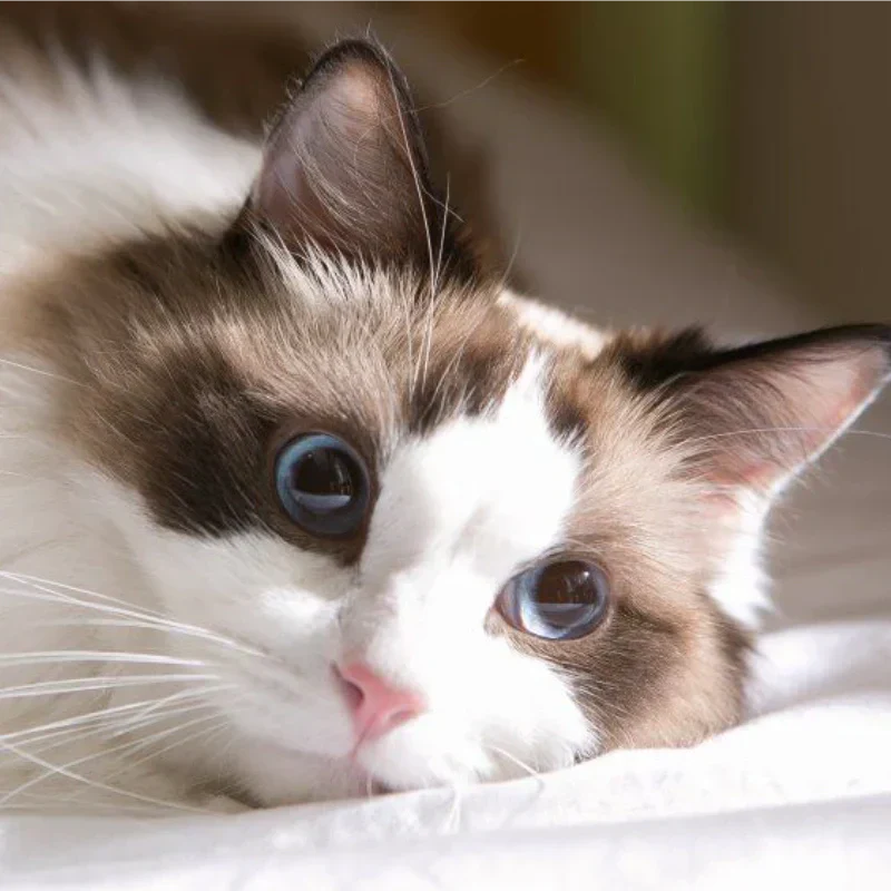 Adorable-Ragdoll-Meow