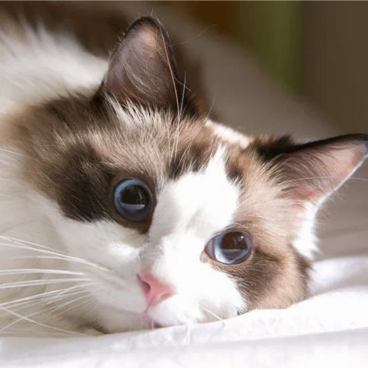 Adorable-Ragdoll-Meow