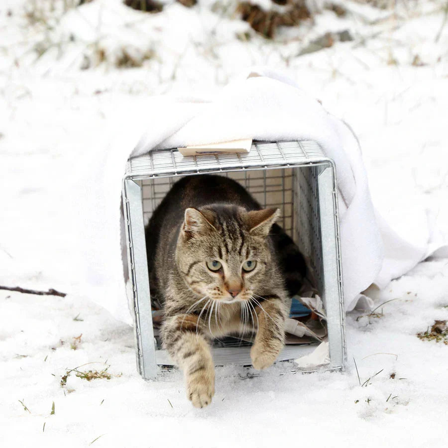 How do stray animals maintain their body temperature outdoors?