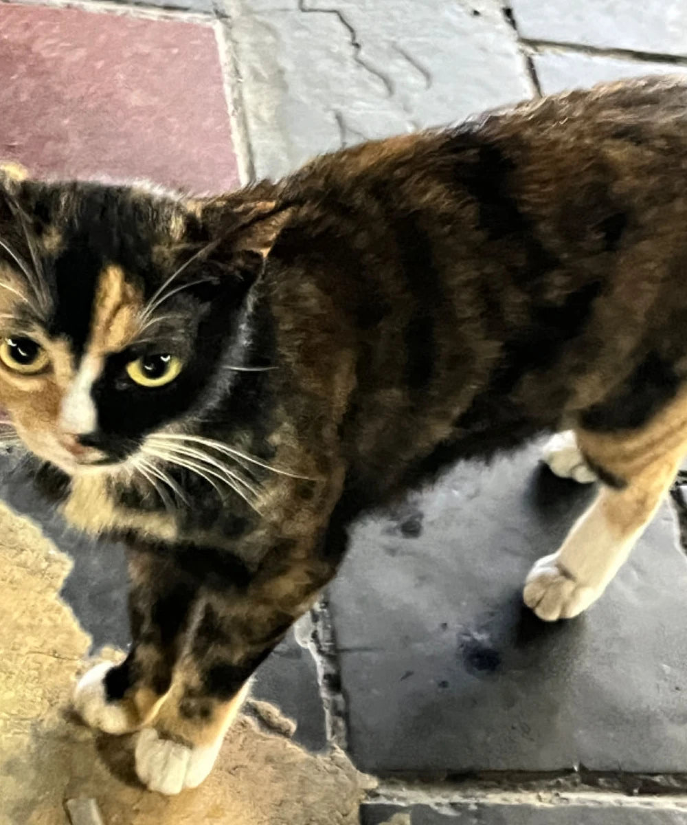 Eight Tips to Keep Your Cat Healthy!