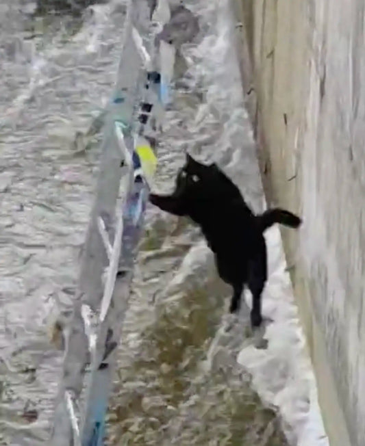 Miraculous Rescue: Brave Cat's Daring Escape From Icy Peril-A Feline Hero Emerges!