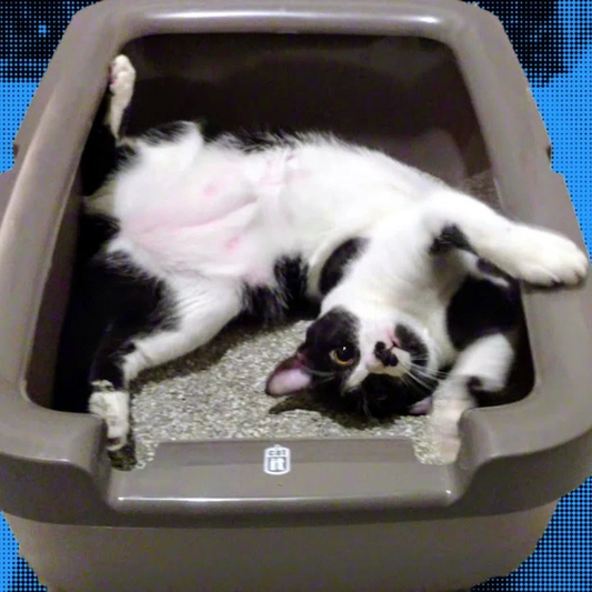 Meow - Feline - Litter