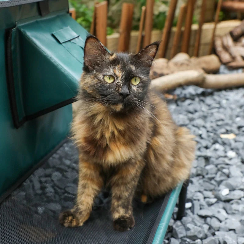 Where Is the Best Place to Put an Outdoor Cat House?