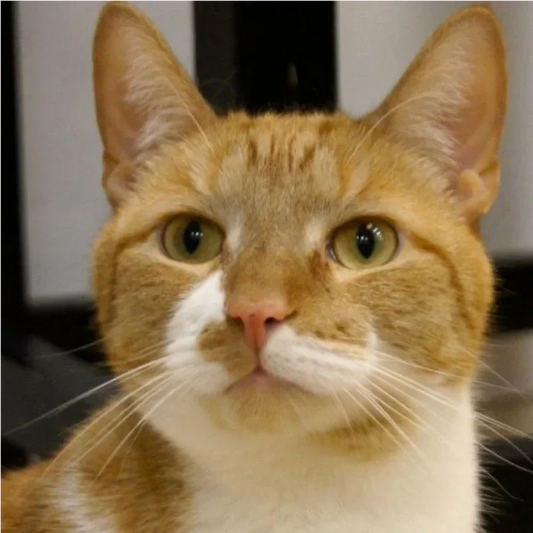 Should You Spay or Neuter Your Pet? Here's the Whole Picture