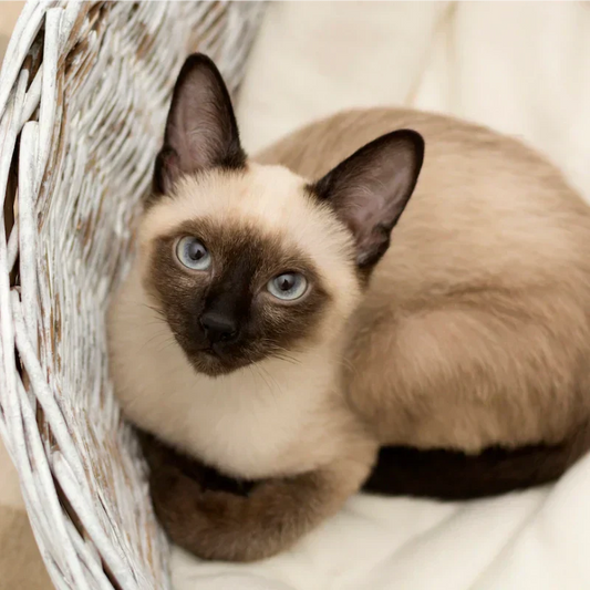 Adorable-Siamese-Cat