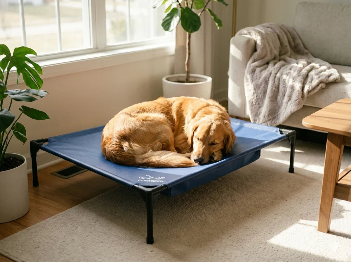 Cooling Elevated Dog Cot with Refillable Ice Pack Setup Guide & Video