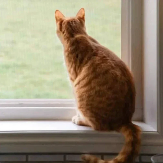 Ginger-Cat-Meow