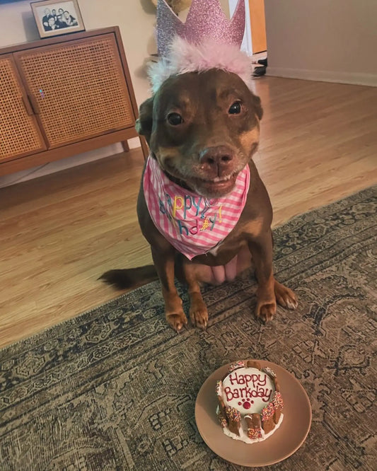 Joyous Canine Celebration: Kona's Unforgettable Birthday Bash