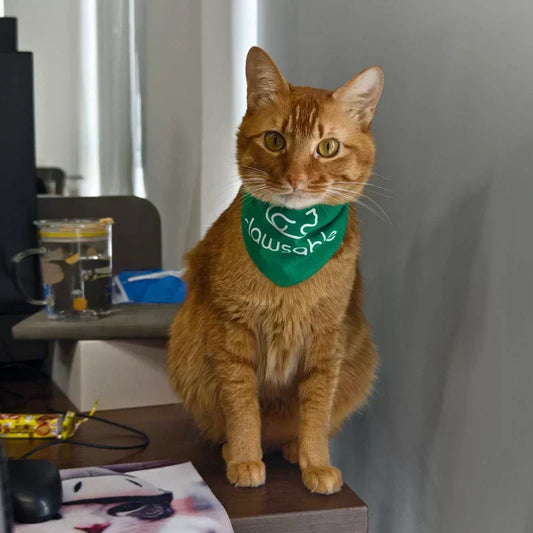 Ginger-Cat-Purr