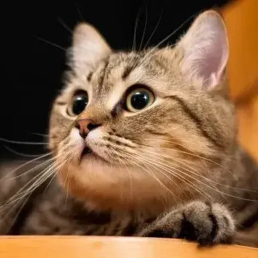 Meow-Catnip-Fur