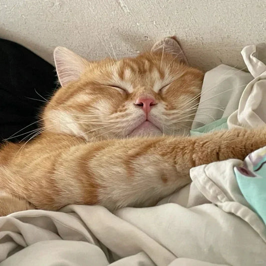 Kitten-Paw-Purr