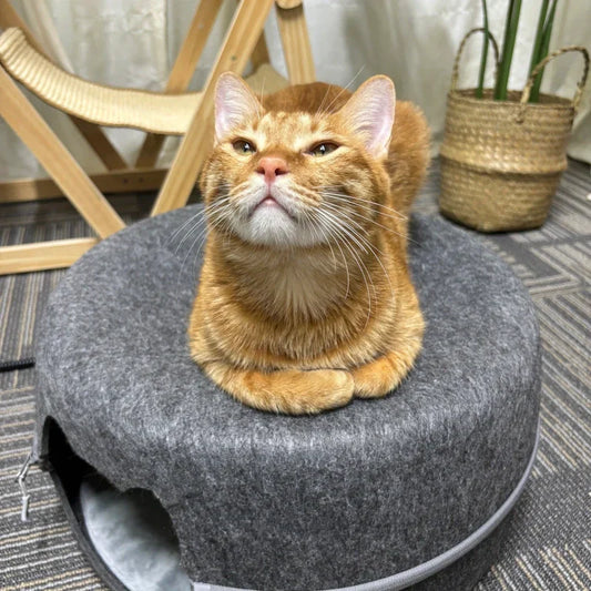 Muzzle-Collar-Catnip