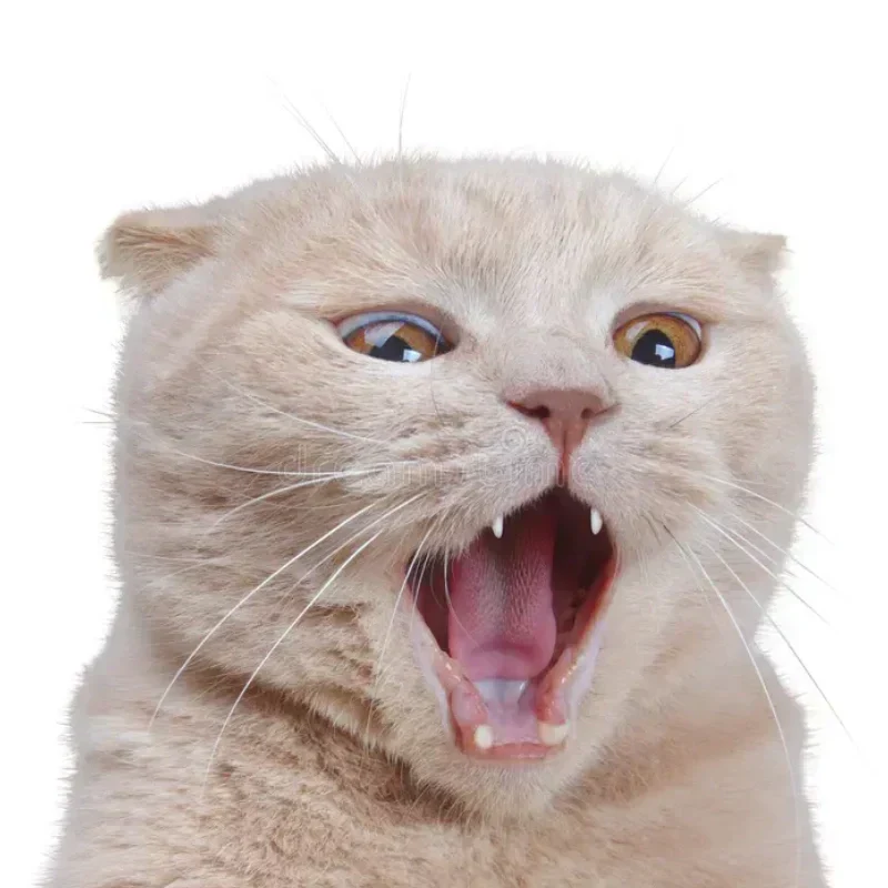 Why does my cat cry at night？