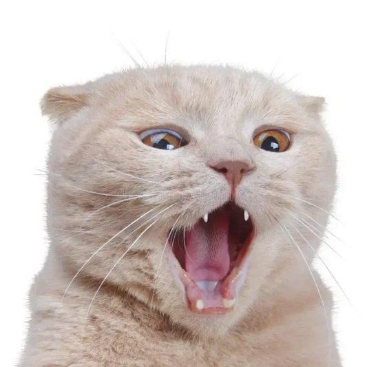 Why does my cat cry at night？