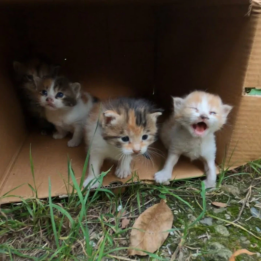 Rescue and Placement of Stray Cats