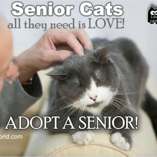 Key Points for Caring for Senior Cats