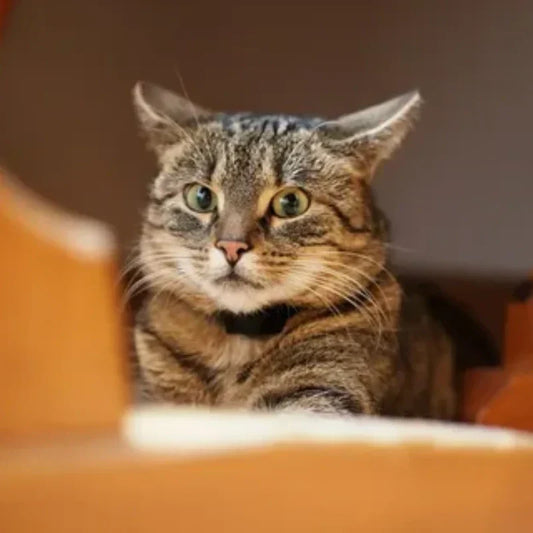 Grooming-Tabby-Fur