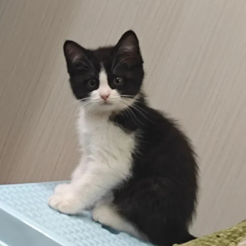 Scratching-Post-Cat
