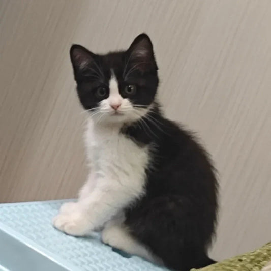 Scratching-Post-Cat