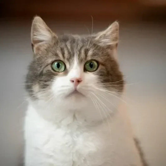 cute-cat-fur