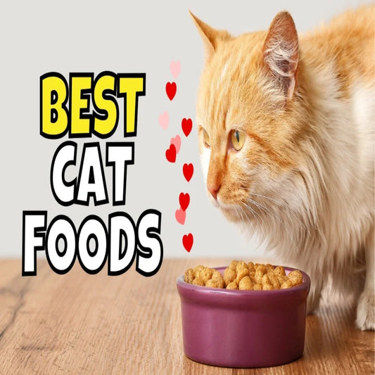 How to Choose the Right Cat Food