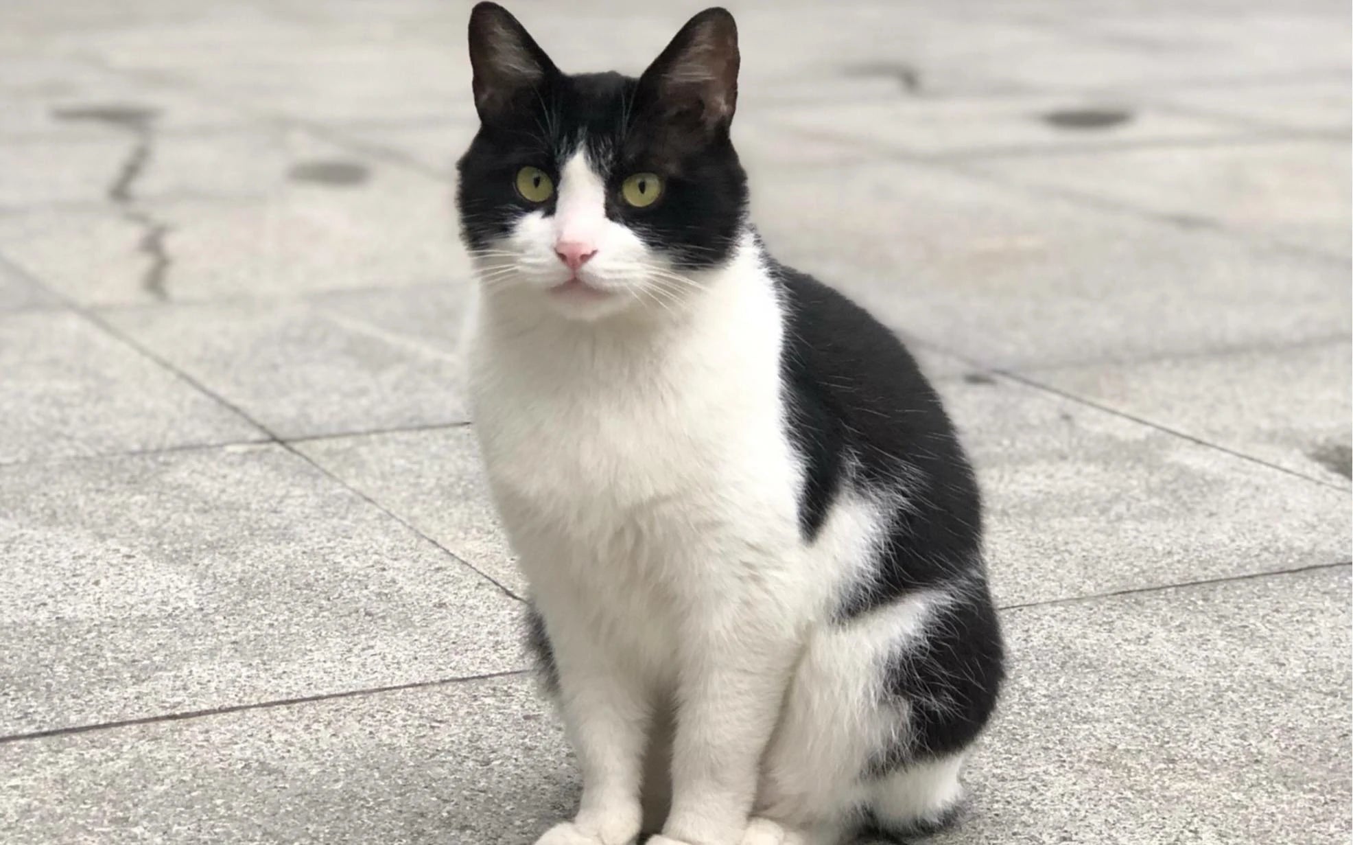 Why Are Tuxedo Cats So Quirky?
