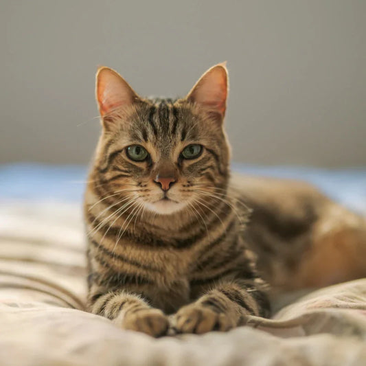 adorable-cat-fur