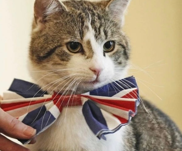 The Legendary Story of Larry: The First Cat of Downing Street – Clawsable