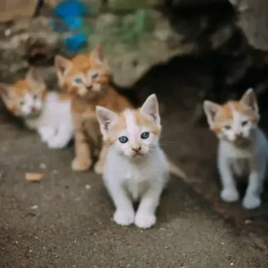Claws-Kitten-Grooming
