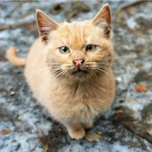 cute-stray-cat