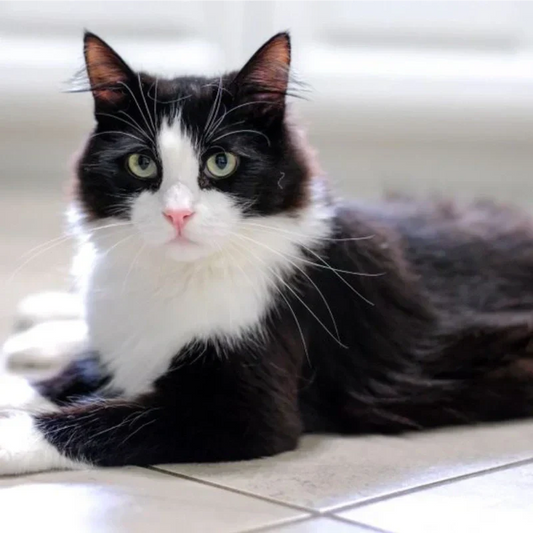 kitten-meow-paw