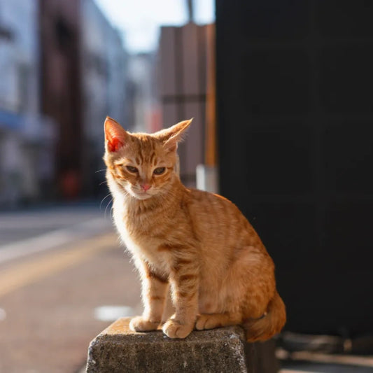 outdoor cat feral stray