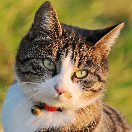 cat grooming feral stray feline tabby