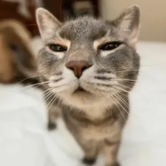 Managing Pet Weight After Sterilization