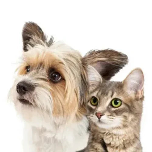 How to Help Cats and Dogs Live in Harmony