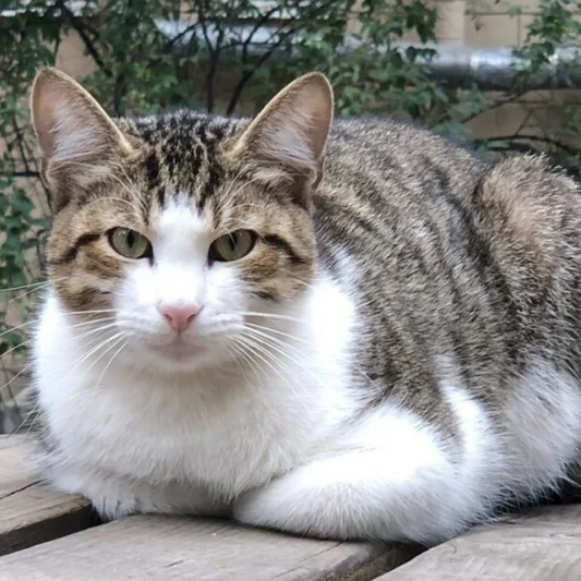 cat-paw-tail