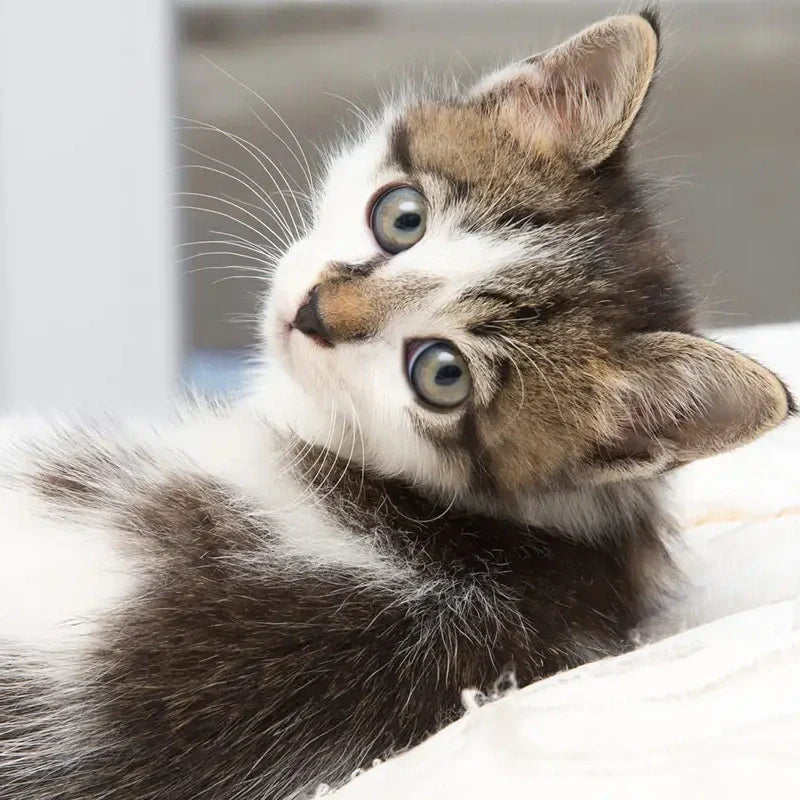Adaptation of cats to their environment – Clawsable