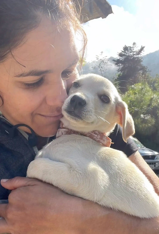 Heartwarming Tale: Stray Puppy Bonds with Mountain Biker, Finds Forever Home