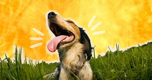 Comprehensive Guide to Heat Exhaustion in Dogs: Ensuring a Safe and Joyful Summer