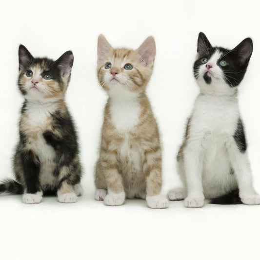Should Cats Be Spayed or Neutered?