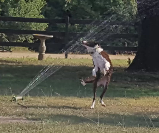Puppy's Splashy Solution: How Baloo Beats the Heat in the Messiest Way