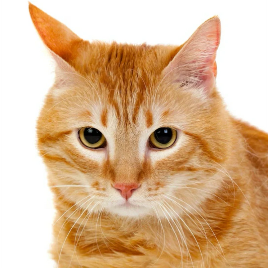 Understanding Excessive Paw Licking in Pets